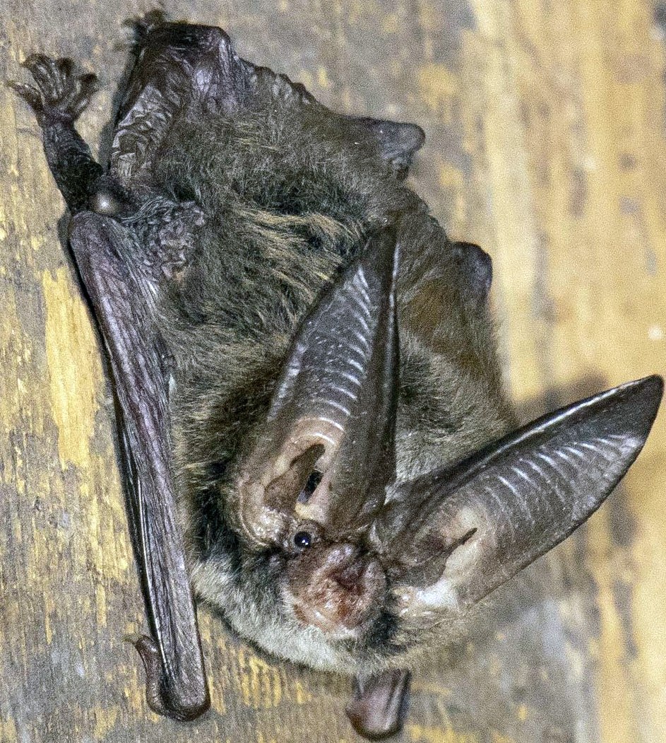 Ушан Рафинеска