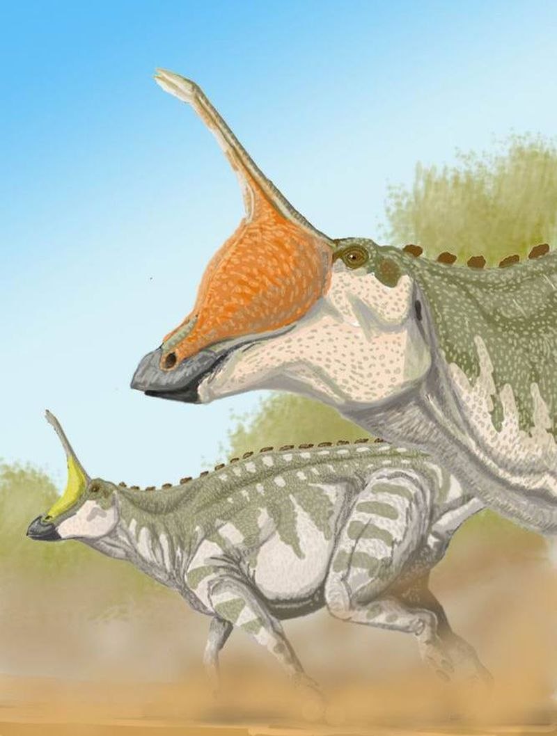 Tsintaosaurus spinorhinus