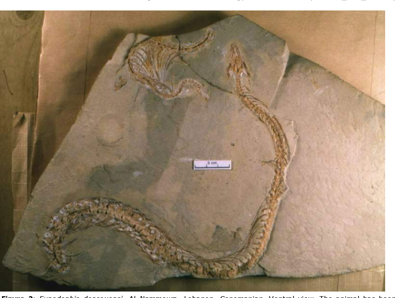 Змеи древности. Пахирахис древние змеи. Eupodophis descouensi. Eupodophis descouensi змея. Эподофис (Eupodophis descouensi).