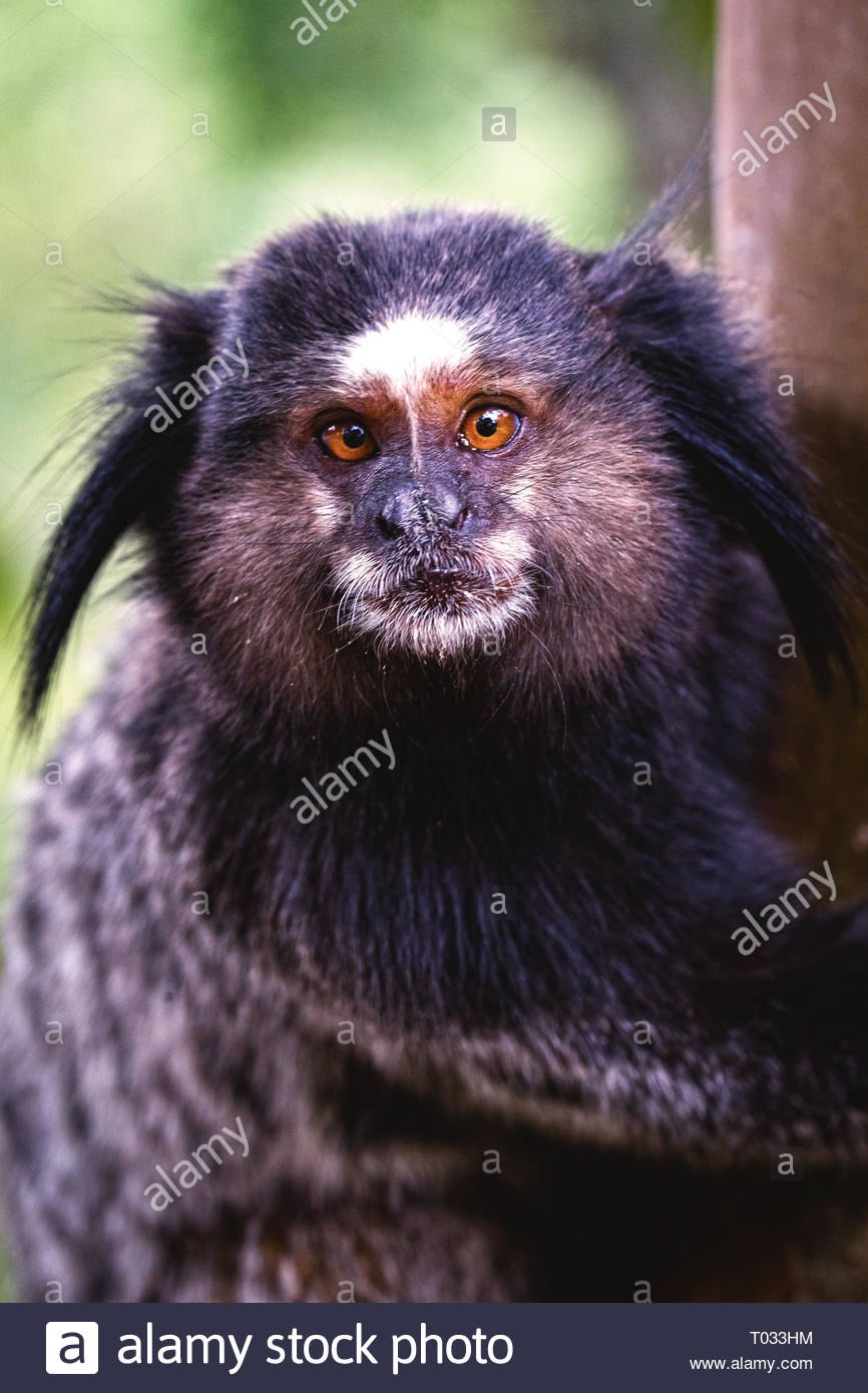 Worry no Monkey тут Viva