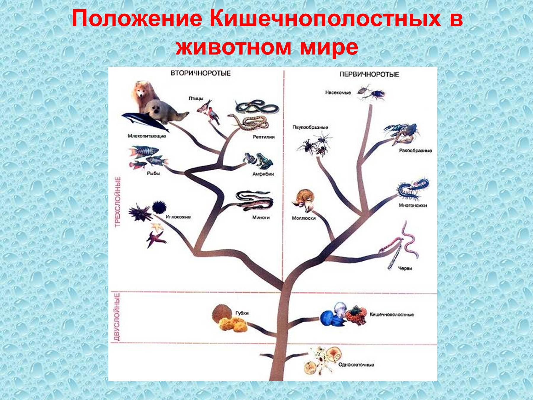 Вторичноротые. Численность кишечнополостных. Цикл кишечнополостных. Эволюция животных Кишечнополостные. Кишечнополостные Первичноротые.