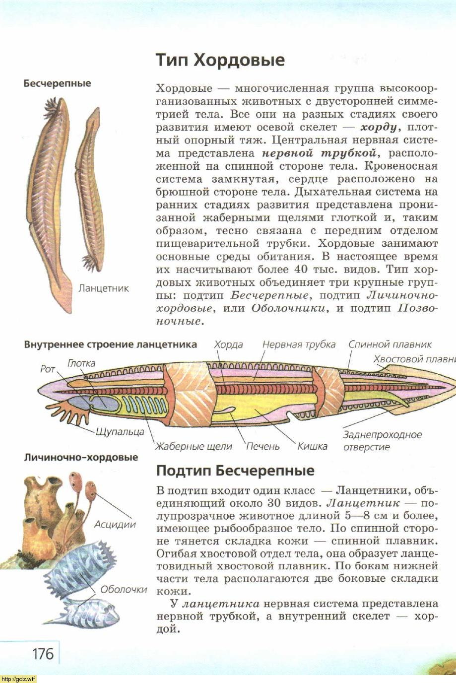 Бесчерепные - картинки и фото poknok.art