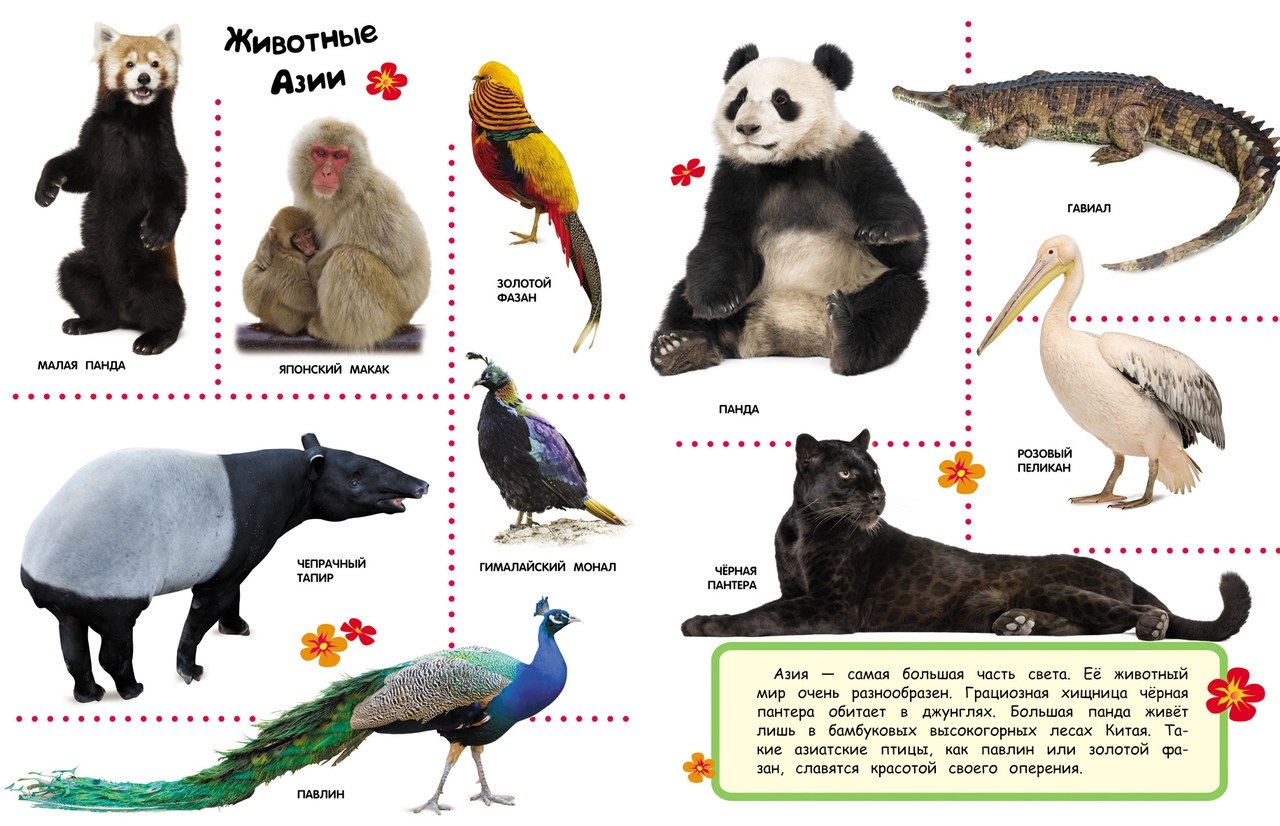 Животные азии. Животные Азии для детей. Животные Азии список. Животные которые живут в Азии. Карточки. Животные Азии.