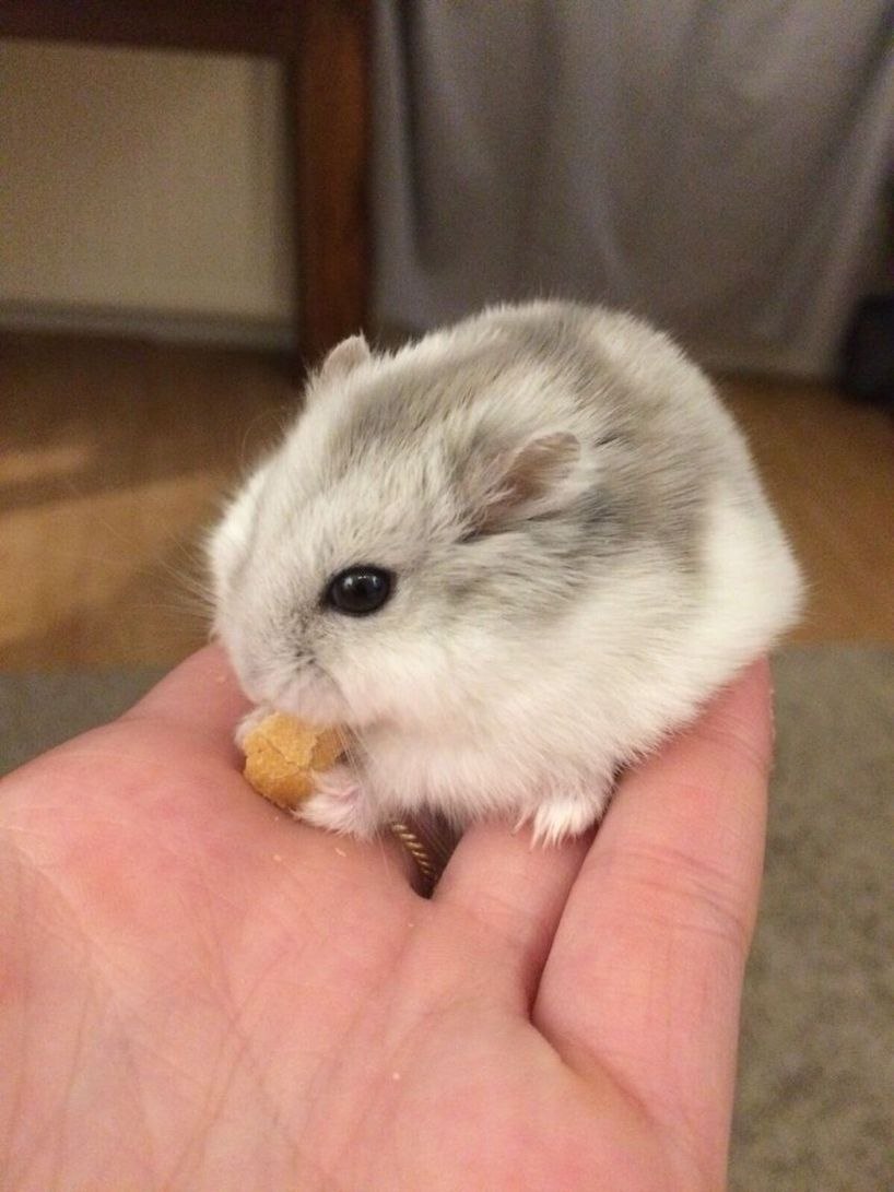 Мохноногие хомячки