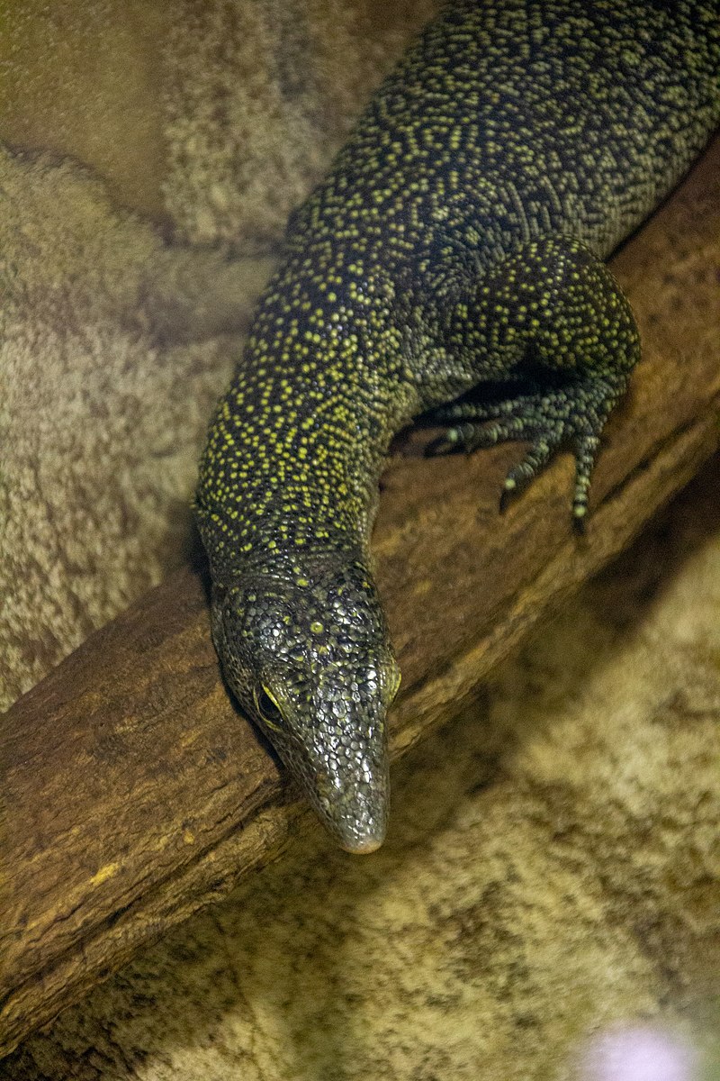 Длиннохвостый скальный варан