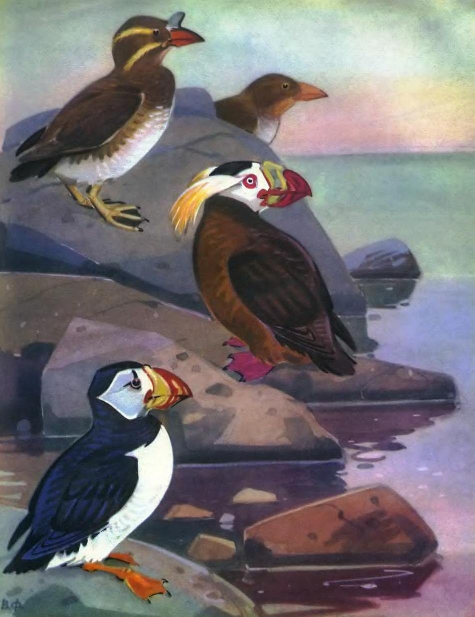 Чистик рисунок