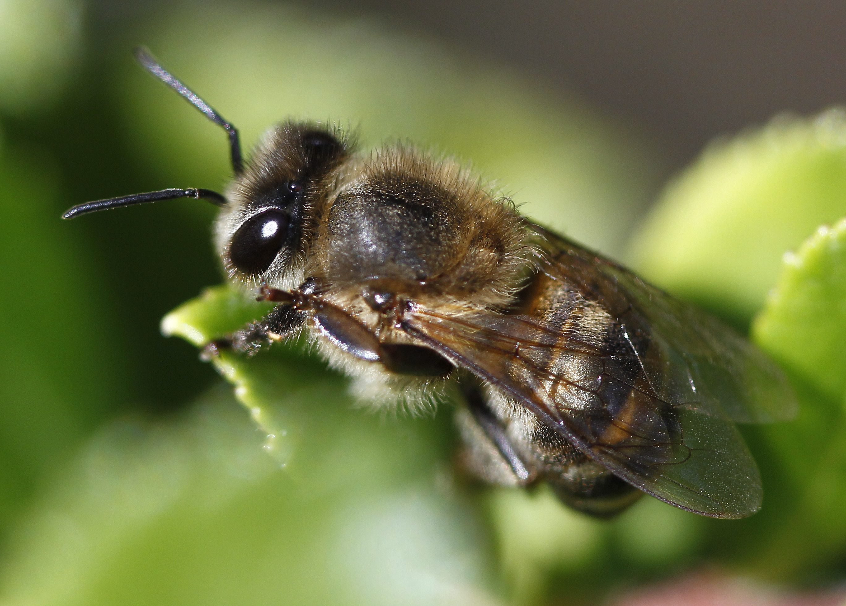 Отношения между крапивницей и домашней пчелой. Домашние пчелы. Одиночные пчелы. Домашняя пчела фото. Пчелы домашние животные.