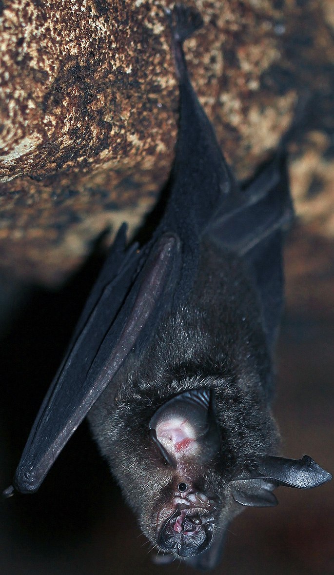 Artibeus planirostris
