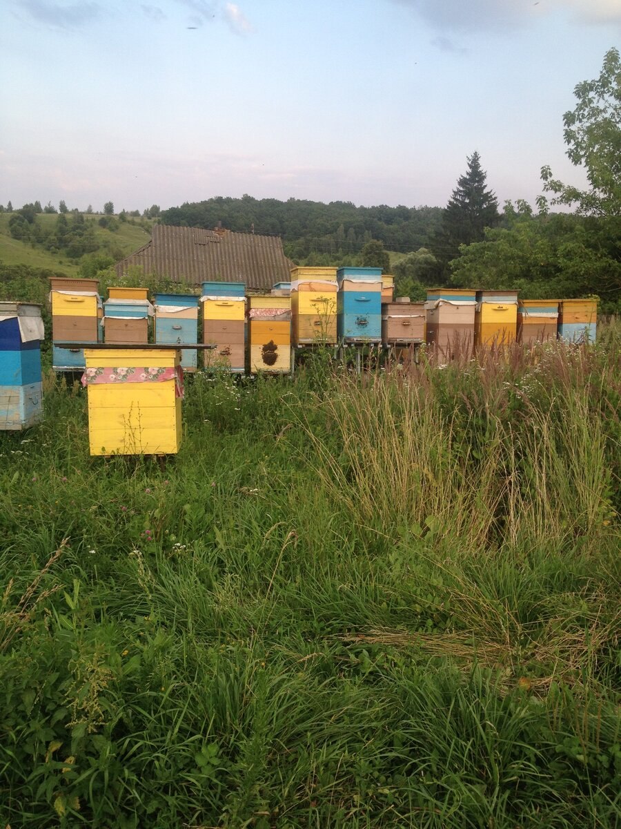 Кочевка пчел