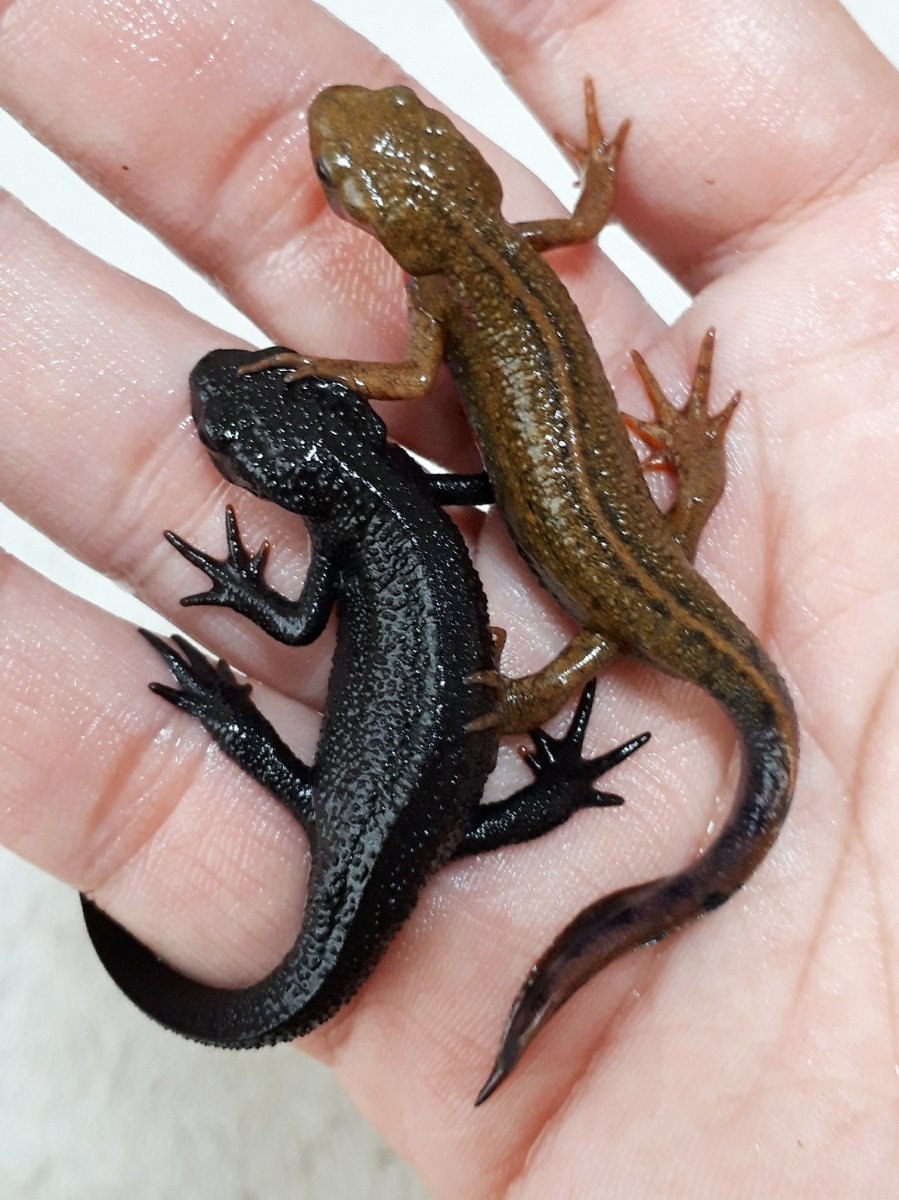 Обыкновенный Тритон (Triturus vulgaris)