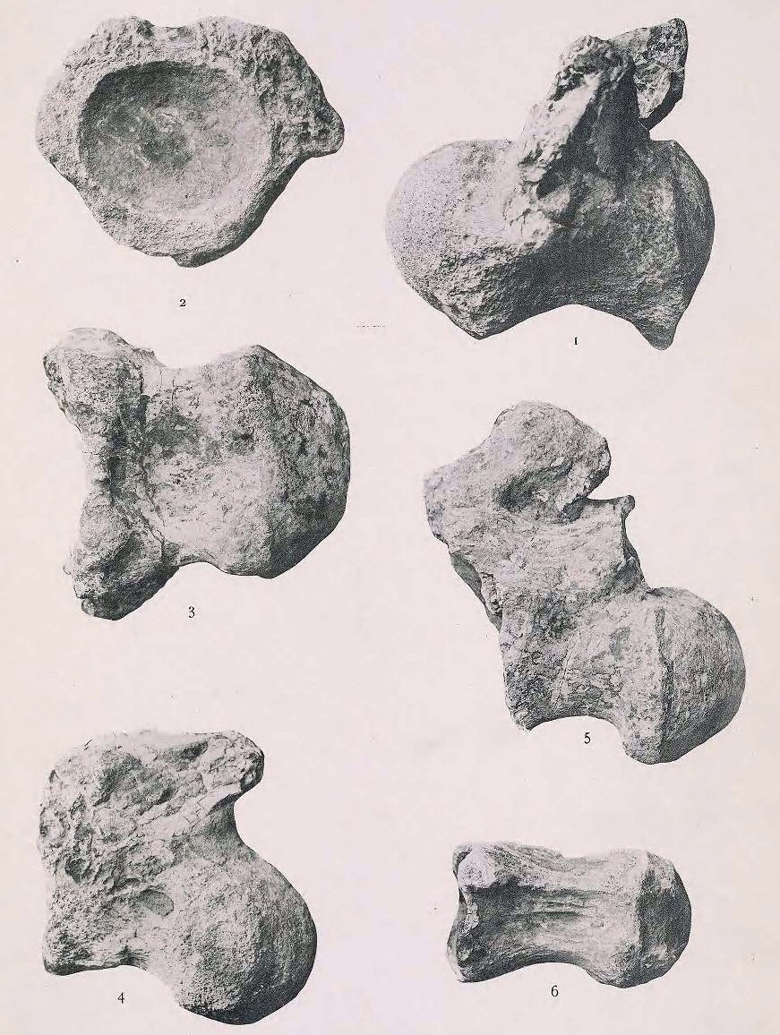 Garrigatitan Lithostrotia