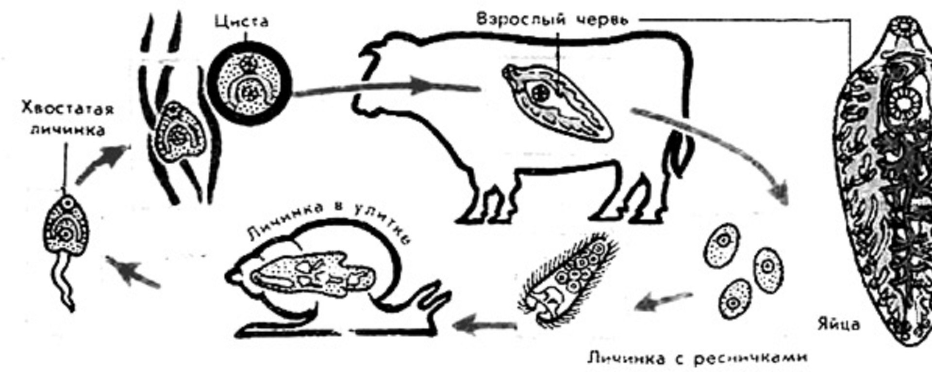 Схема жизненного цикла печеночного сосальщика. Плоские черви печеночный сосальщик цикл развития. Цикл развития печеночного сосальщика схема. Жизненный цикл плоских червей схема.