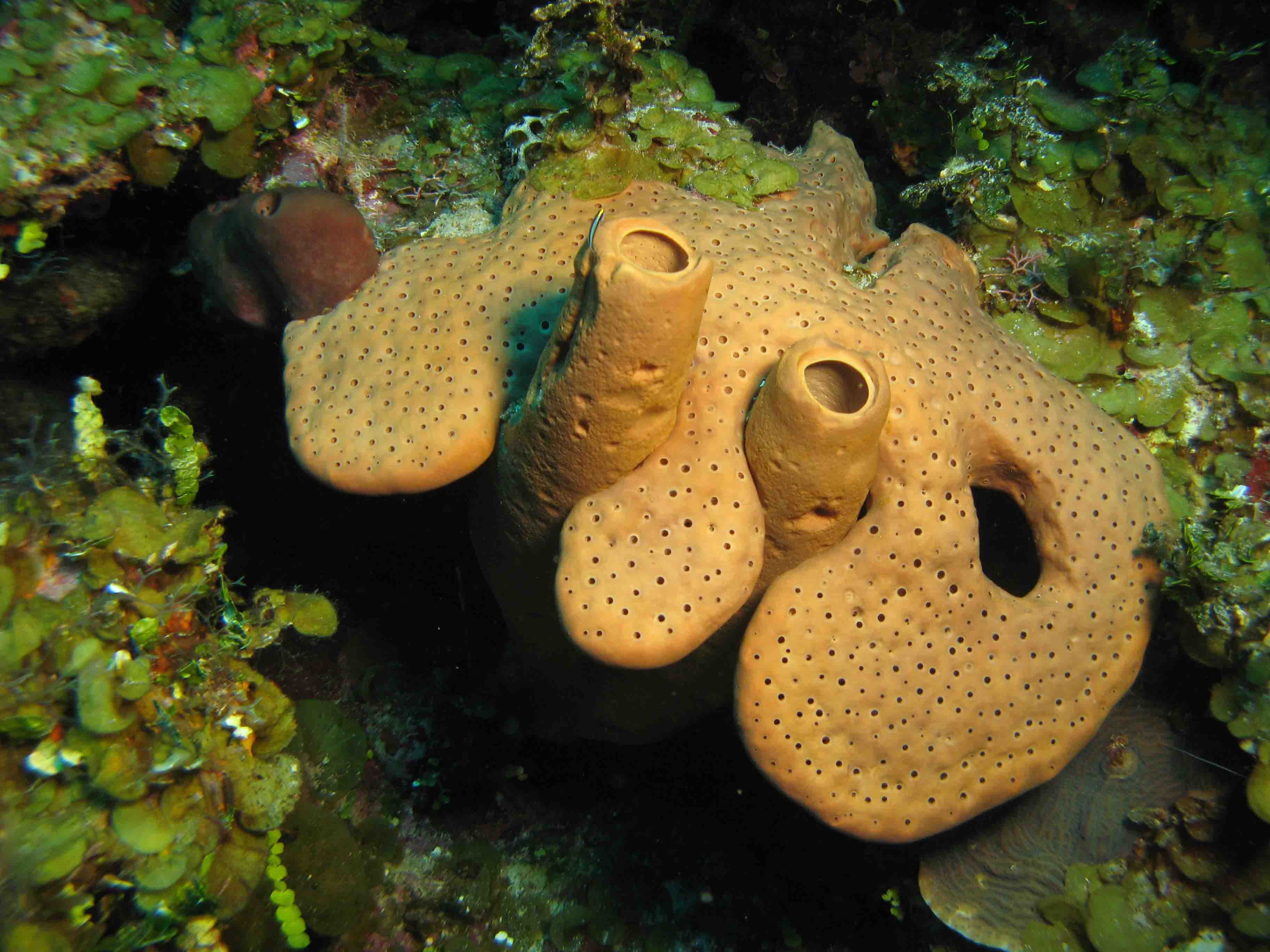 Губки моллюски. Губка Геодия. Porifera Spongia. Губки (Spongia). Трубчатые кораллы.