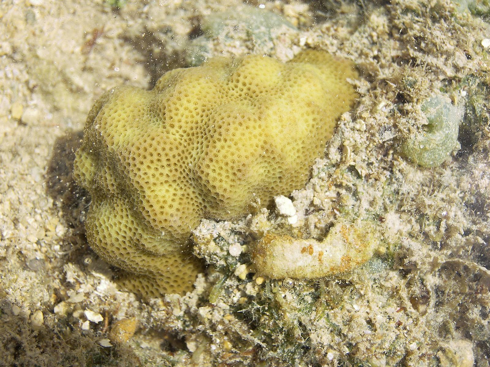 Губки моллюски. Отряд Cornacuspongida - Кремнероговые губки. Губки Porifera Spongia. Морской камнеточец губка. Клиона губка.