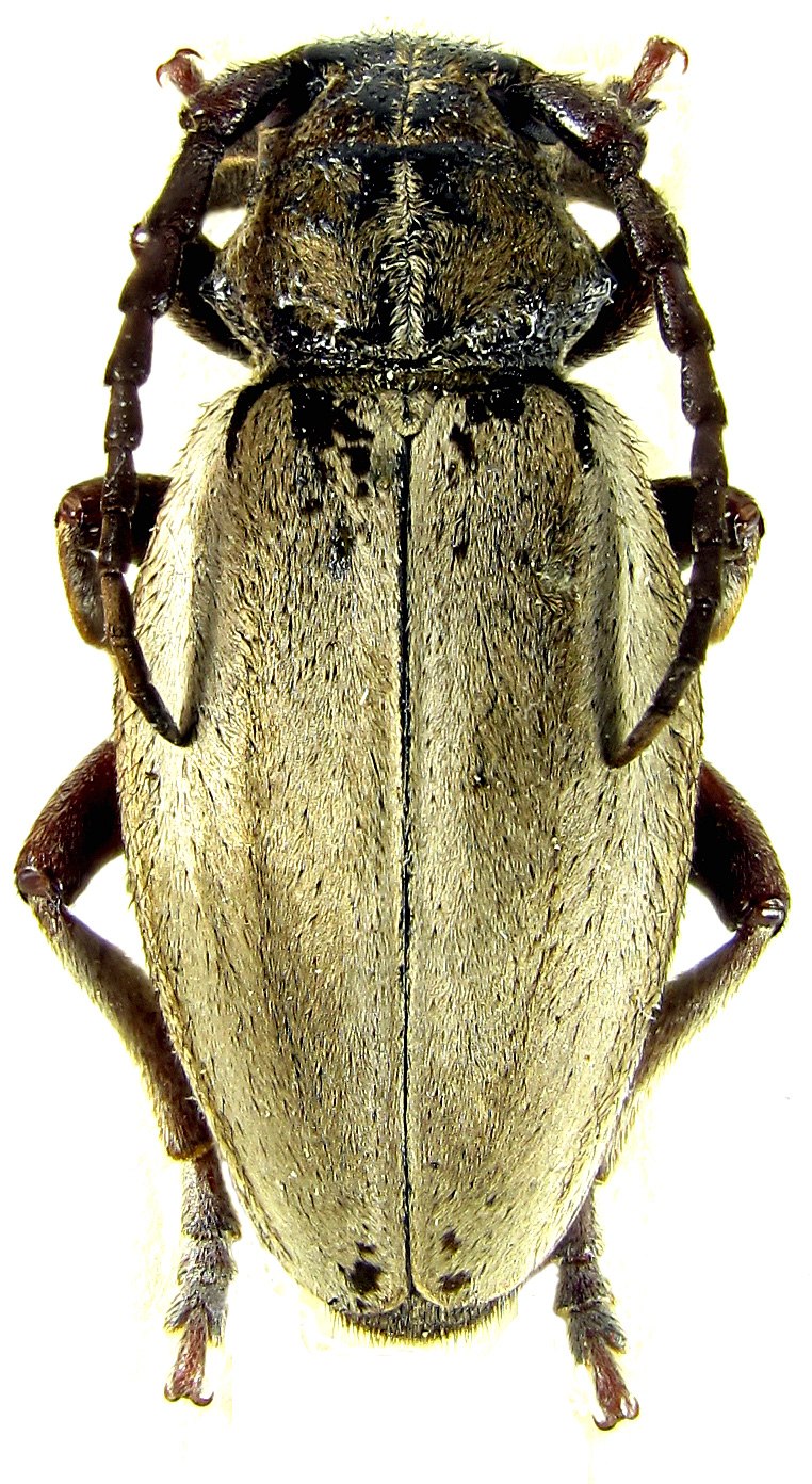 Dorcadion tauricum