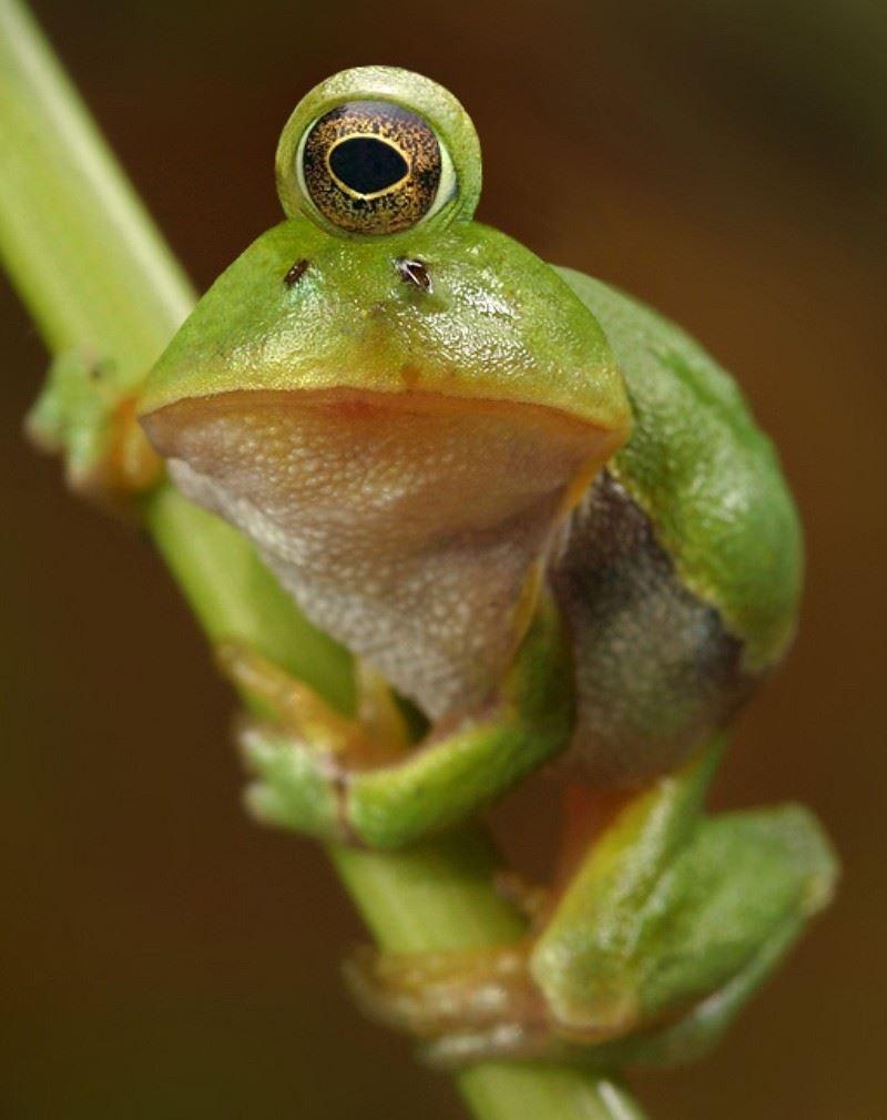 Лопатоносая квакша