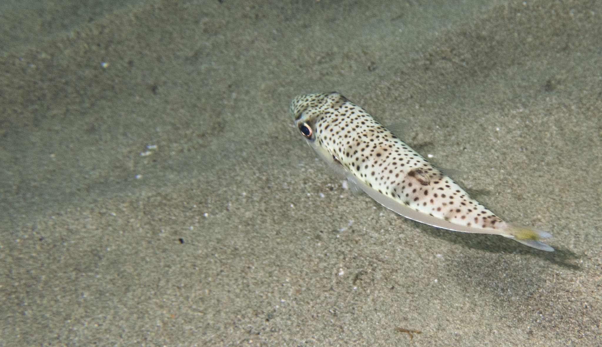 Lagocephalus scelaratus. Lagocephalus sceleratus. Lagocephalus sceleratus рыба. Рыба Зайцеголовый иглобрюх. Серебристый иглобрюх.