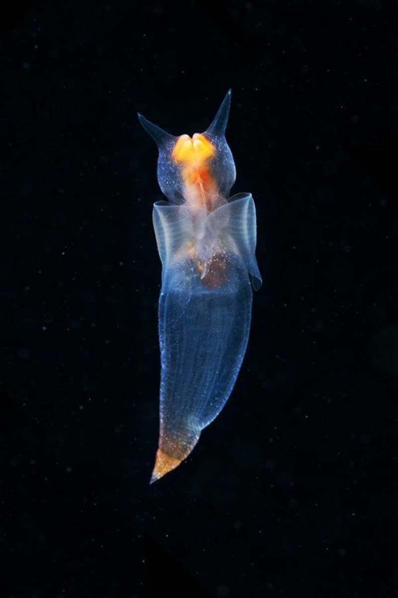 Северный клион морской ангел