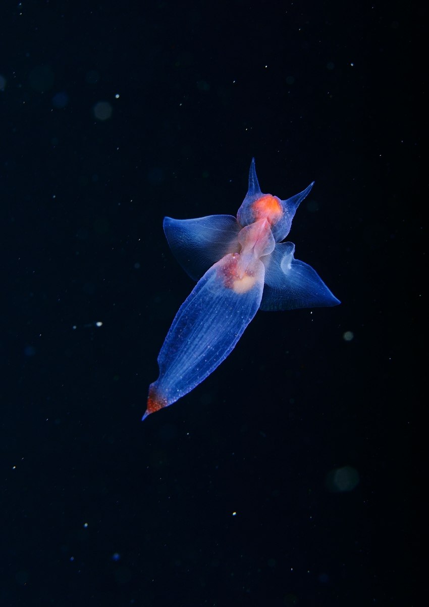 Северный клион морской ангел