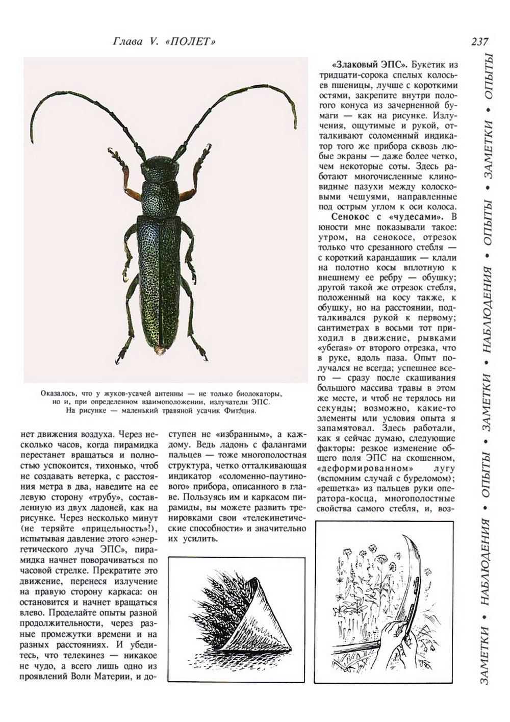 Усачик вершинный овальный