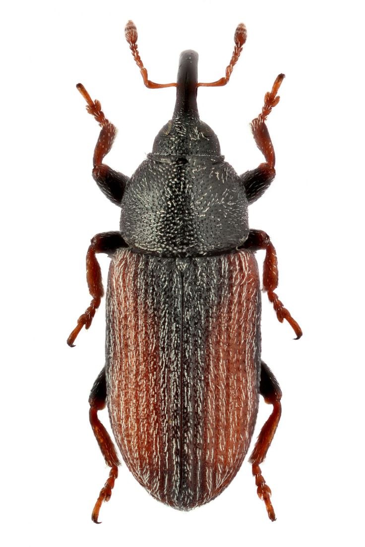 Mecinus labilis