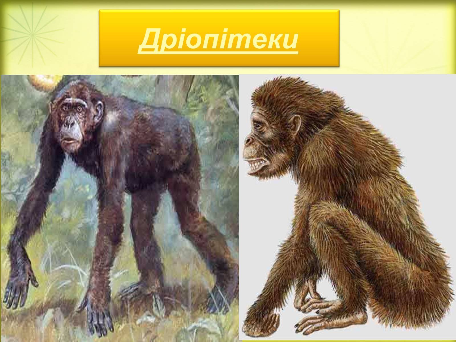 Проконсул род. Проконсул Африканский кениапитек. Проконсул предок человека. Обезьяна проконсул. Дриопитек.