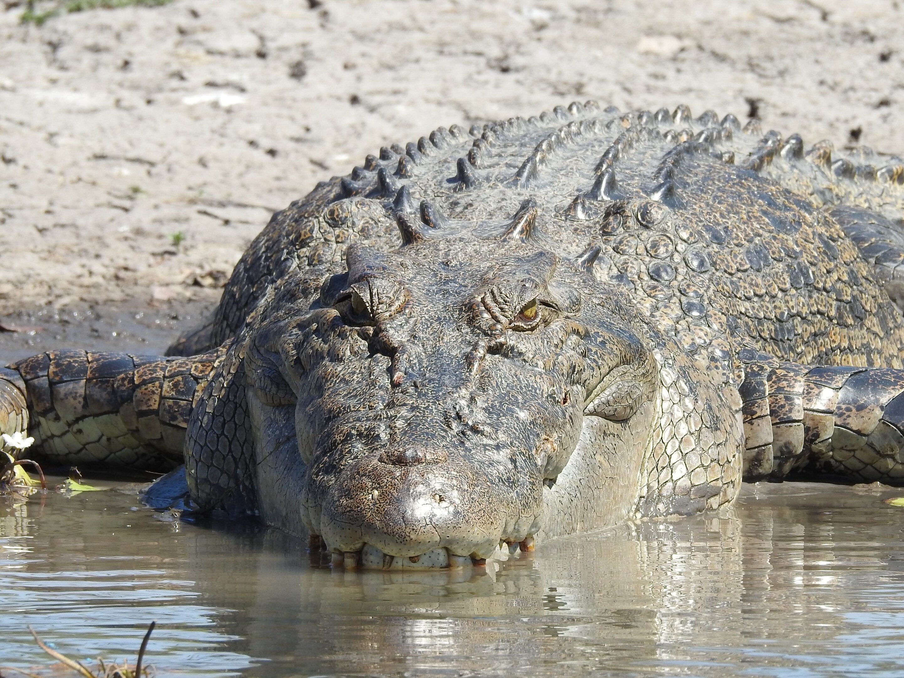 Гребнистый крокодил. Гребнистый крокодил (Crocodylus porosus).. Гребни гребнистого крокодила. Гребневский крокодил.