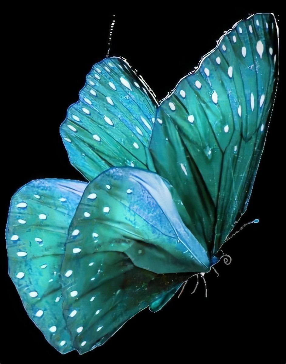 Блю Морфо бабочка Легенда