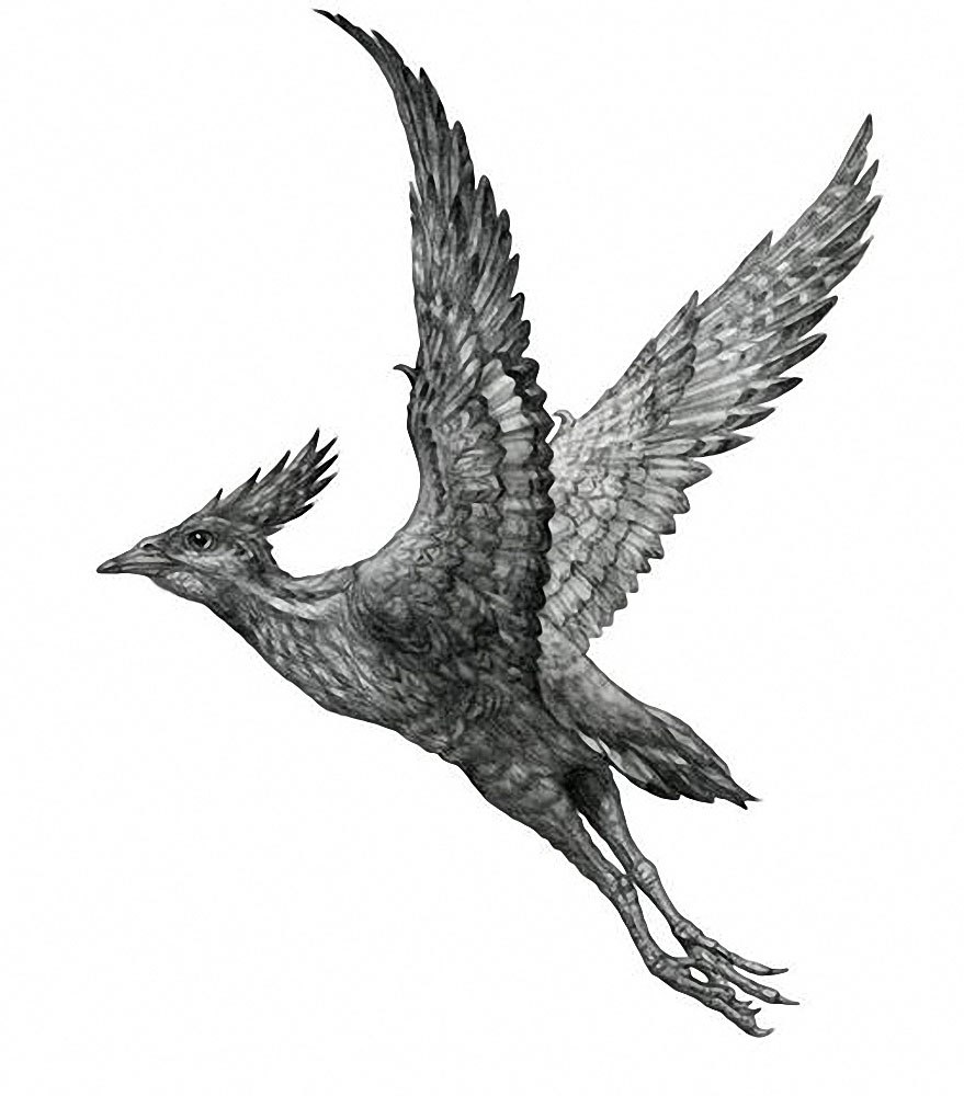 Qinornis paleocenica