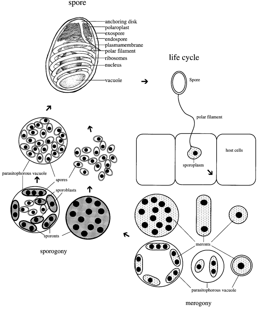 Органеллы питания микроспоридий