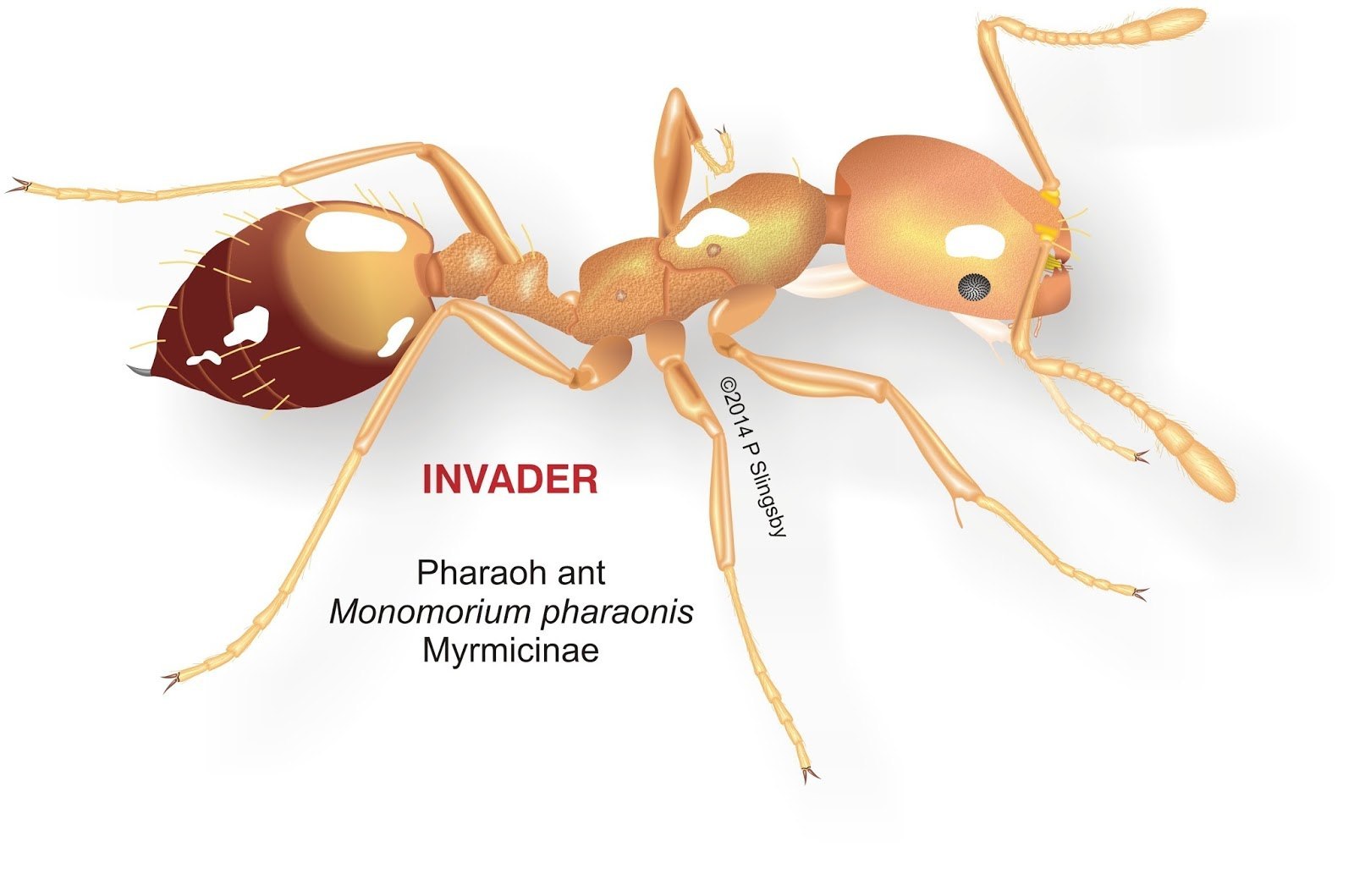 Фараоновые муравьи. Monomorium pharaonis. Муравьи Monomorium. Monomorium pharaonis матка.