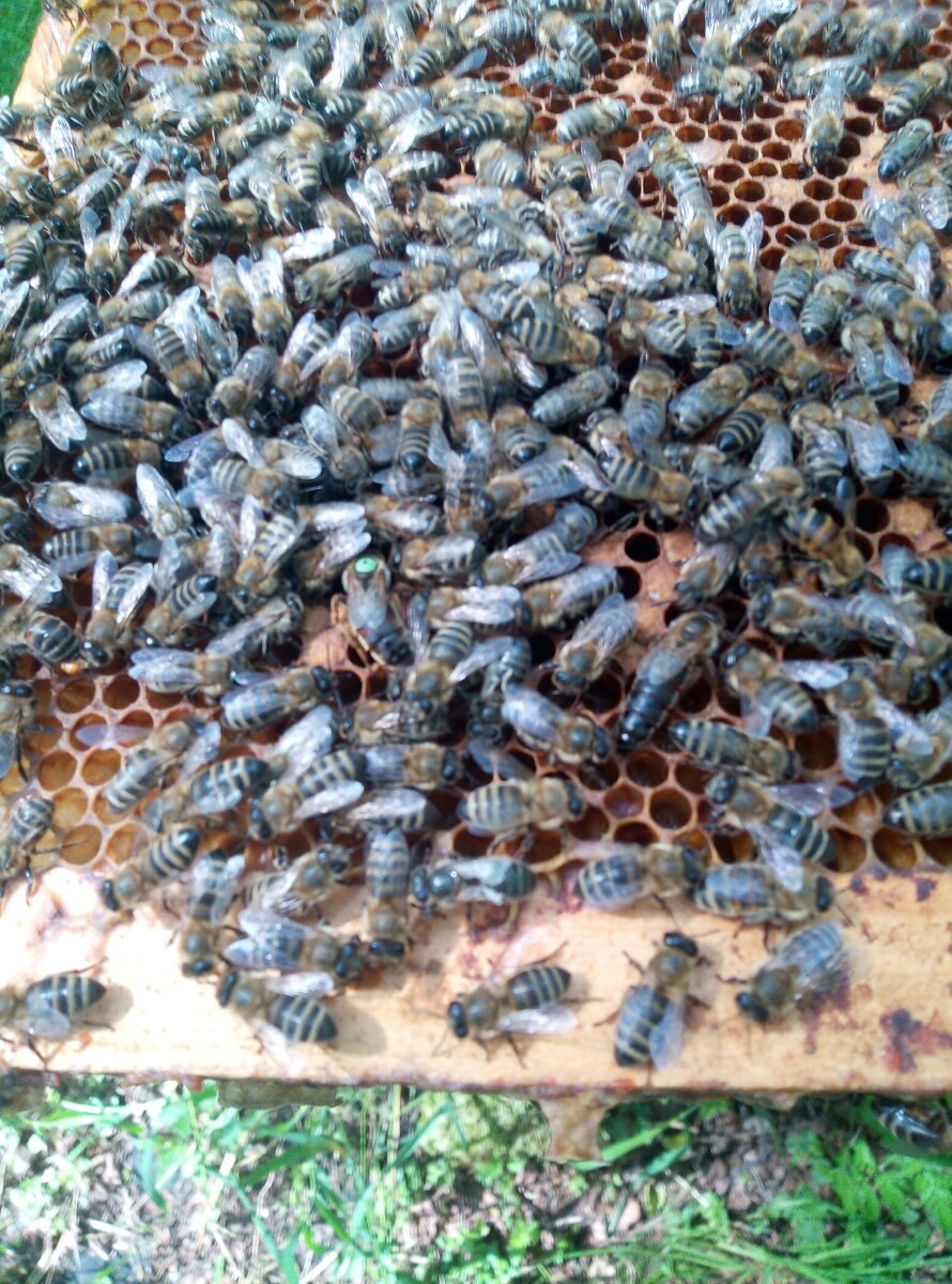 Большая пчела матка