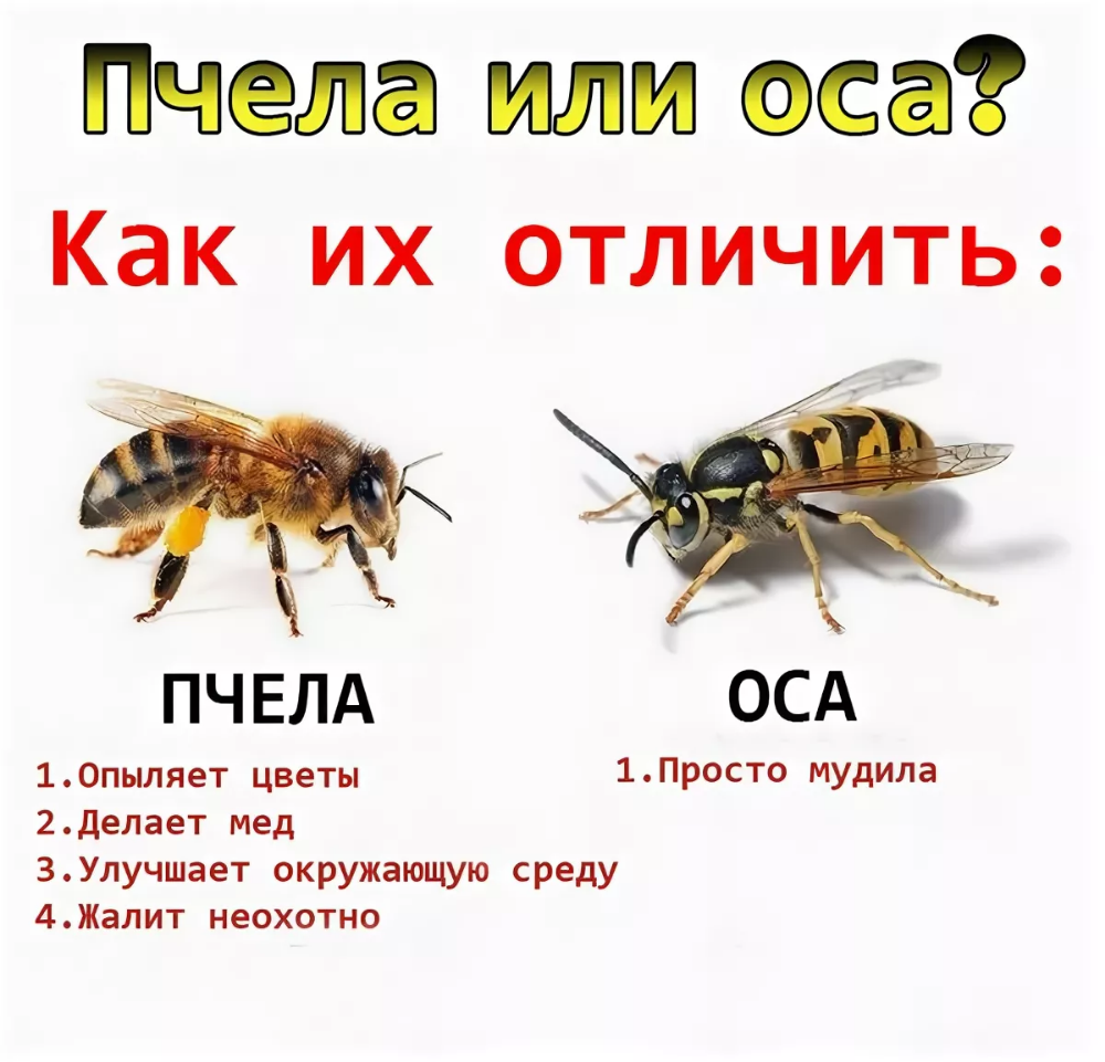Отличие пчел от ОС