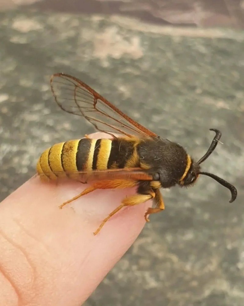 Vespa mandarinia Шершень