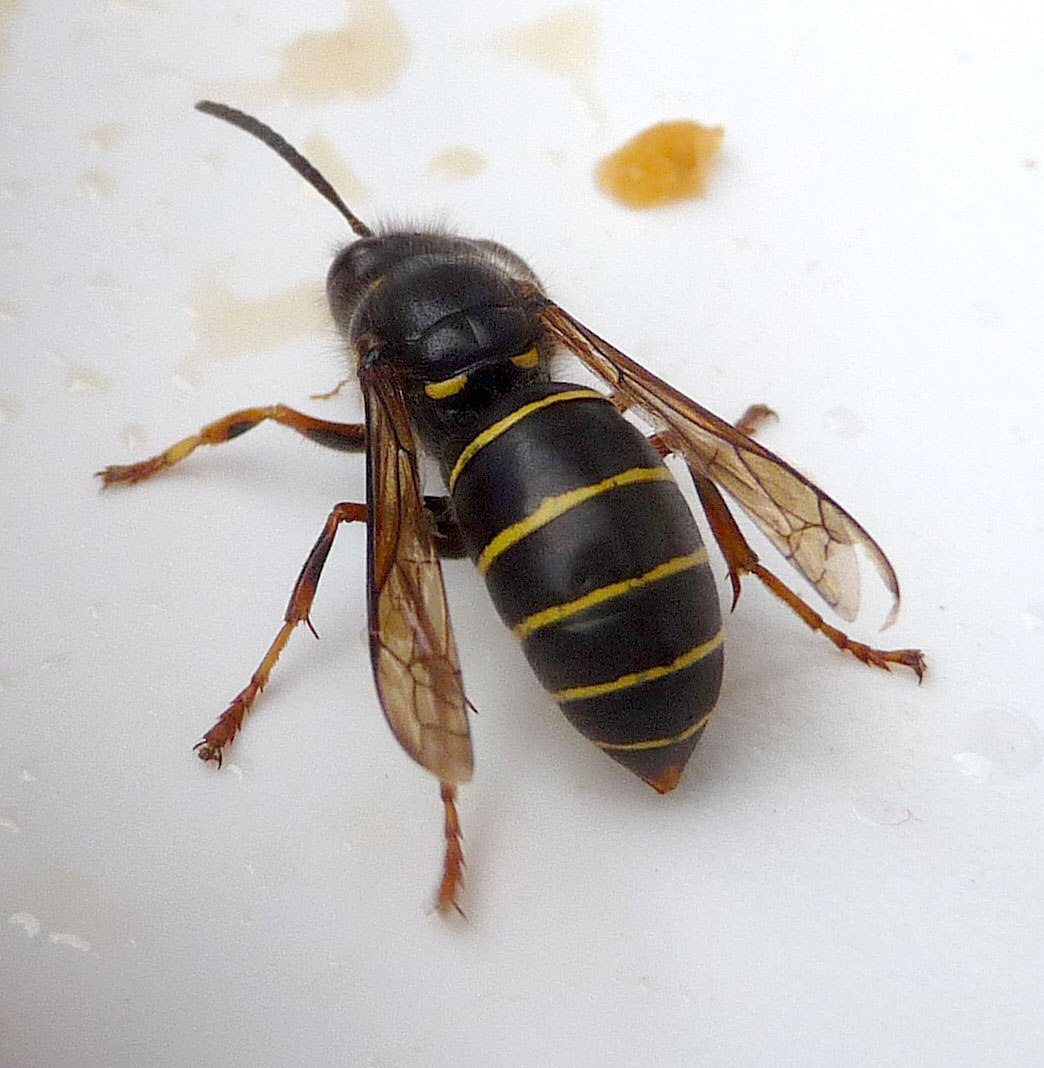 Оса средняя. Dolichovespula.