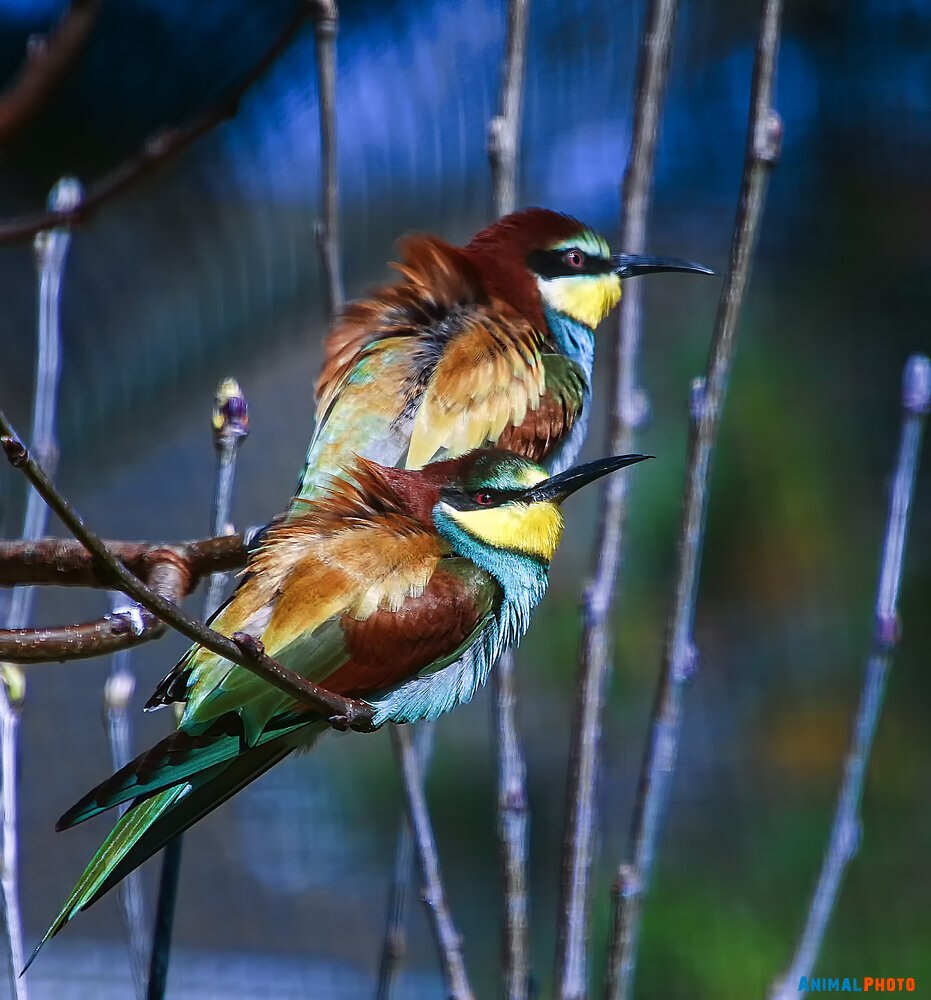 Краснобрюхая короткошейная черепаха