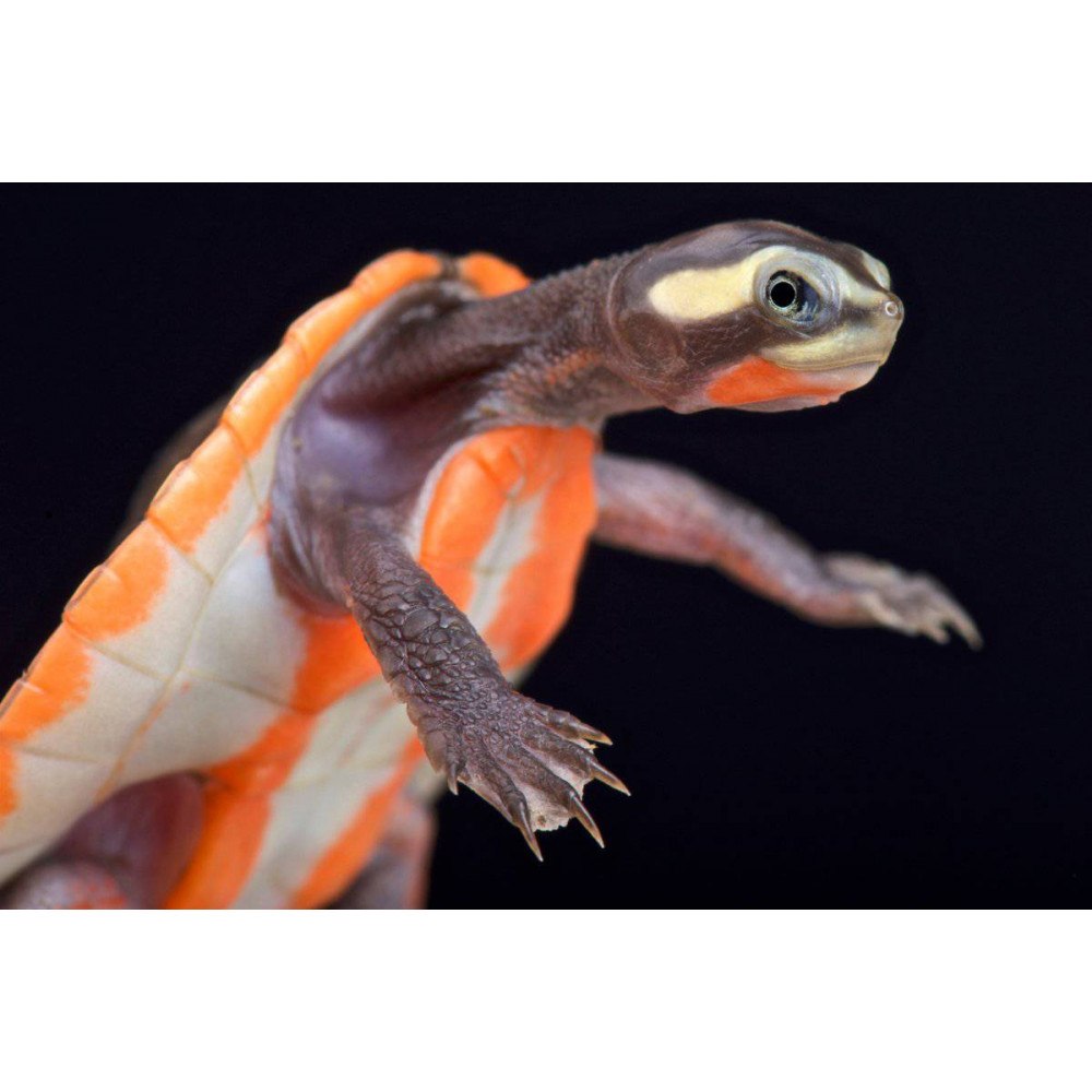 Черепаха эмидура краснобрюхая