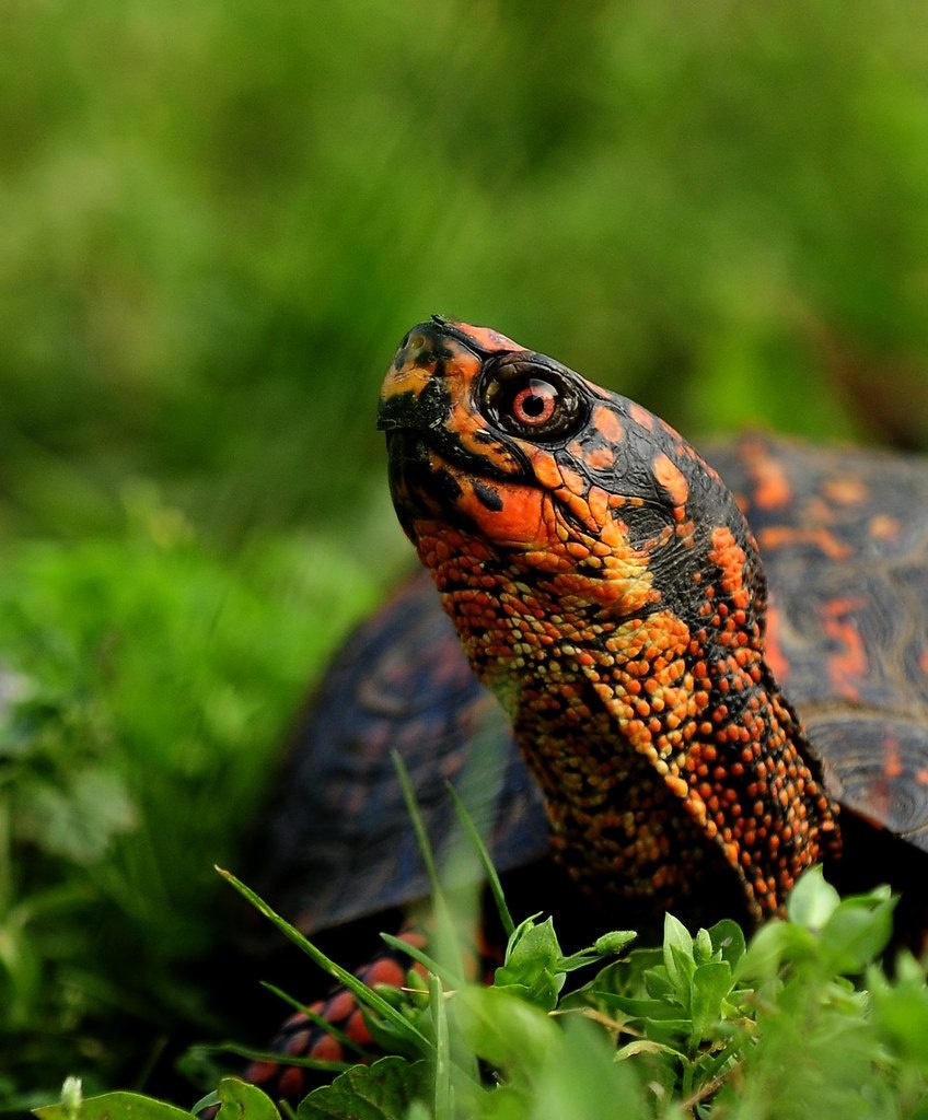 Восточная коробчатая черепаха