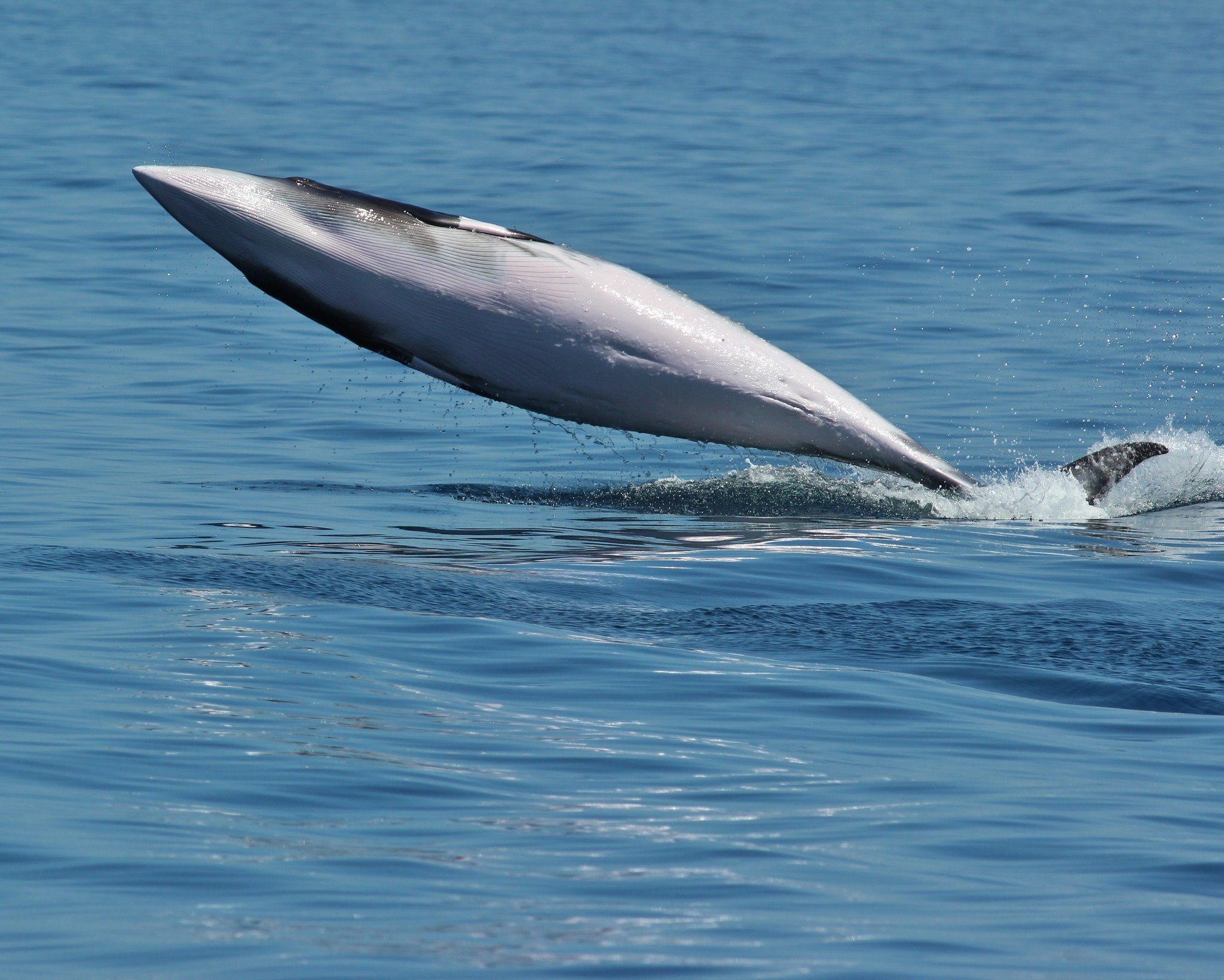 Малый полосатик. Малый полосатик Balaenoptera acutorostrata. Малый полосатик кит. Северный малый полосатик. Сейвал (ивасевый кит).