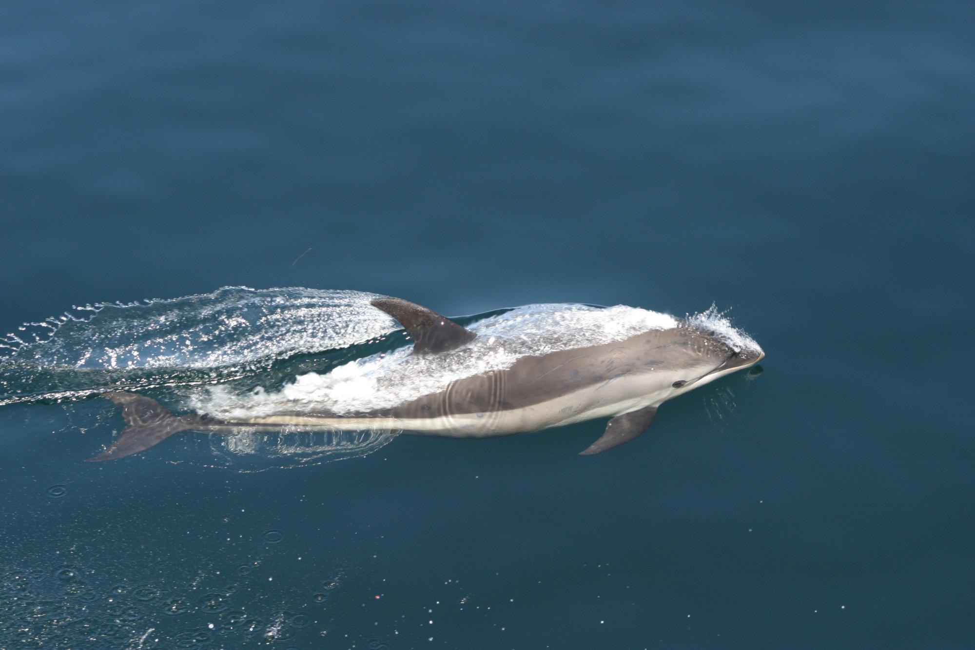 Малый полосатик. Сейвал (ивасевый кит). Малый полосатик Balaenoptera acutorostrata. Малый полосатик кит. Сейвал (ивасёвый кит) (Balaenoptera Borealis).