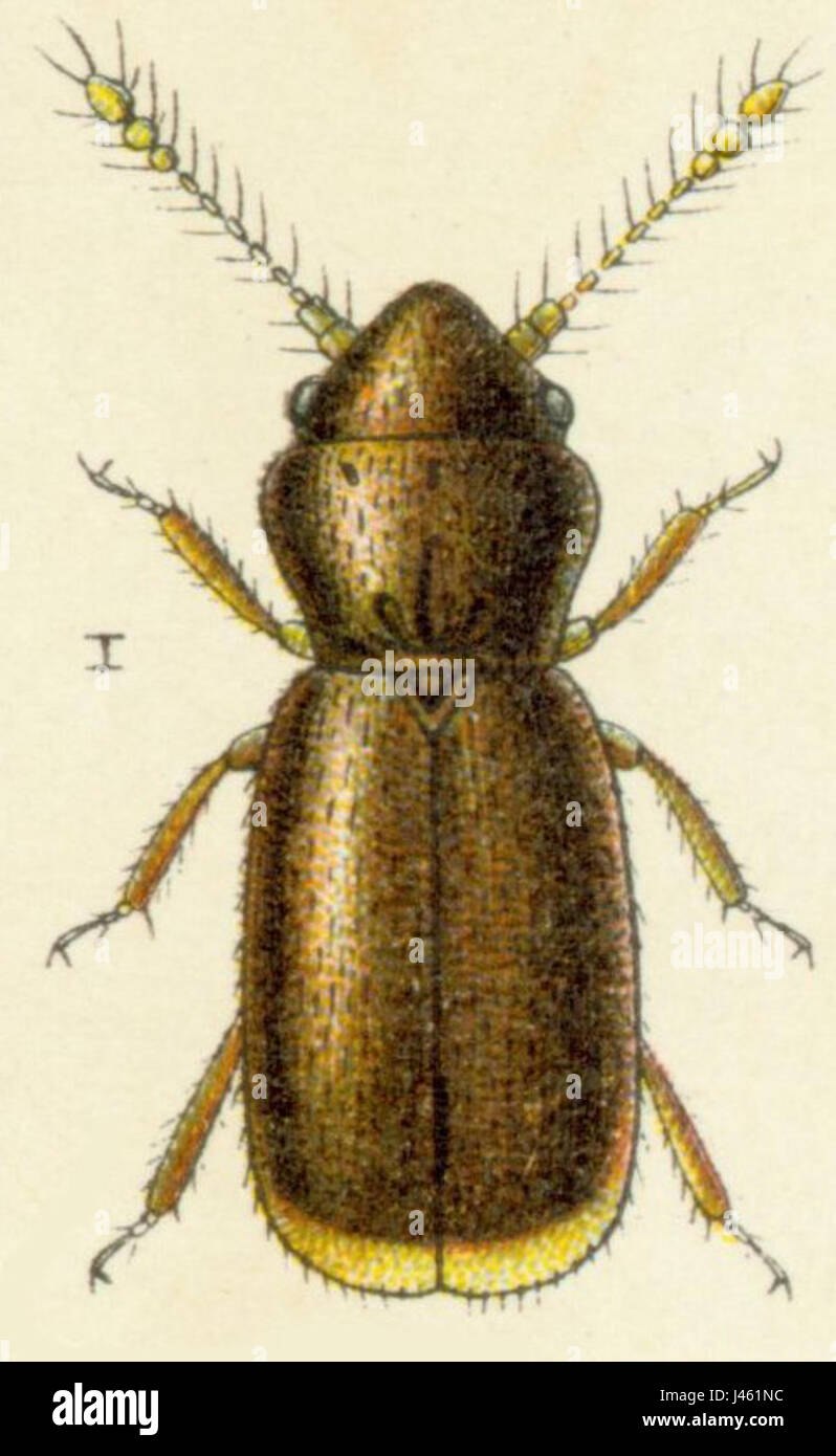 Жук перокрылка