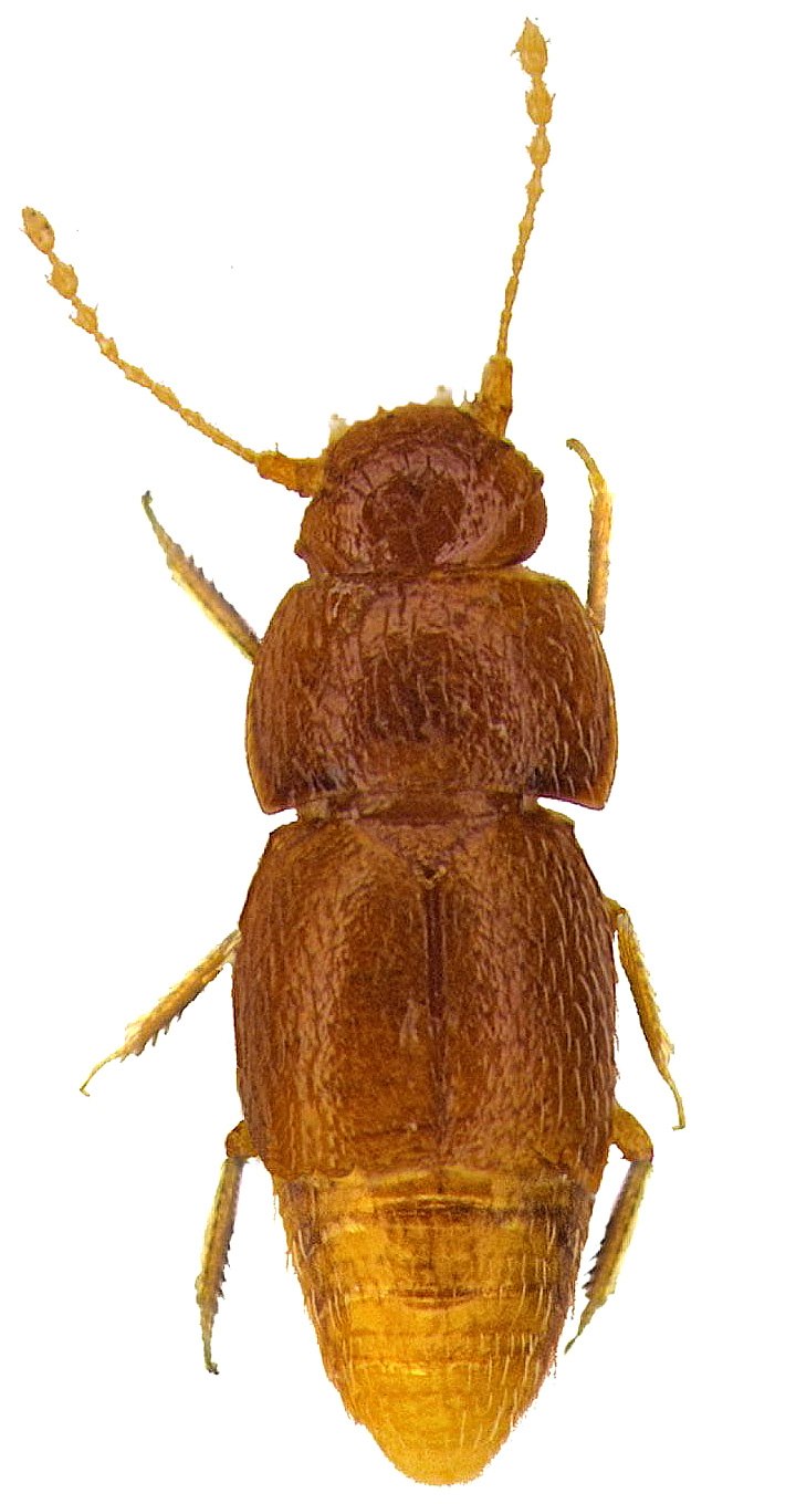 Североамериканская перокрылка