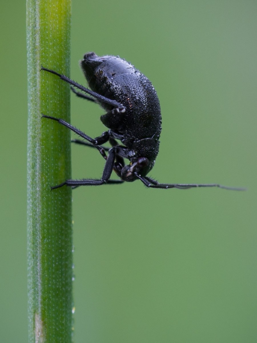 Orthocephalus vittipennis