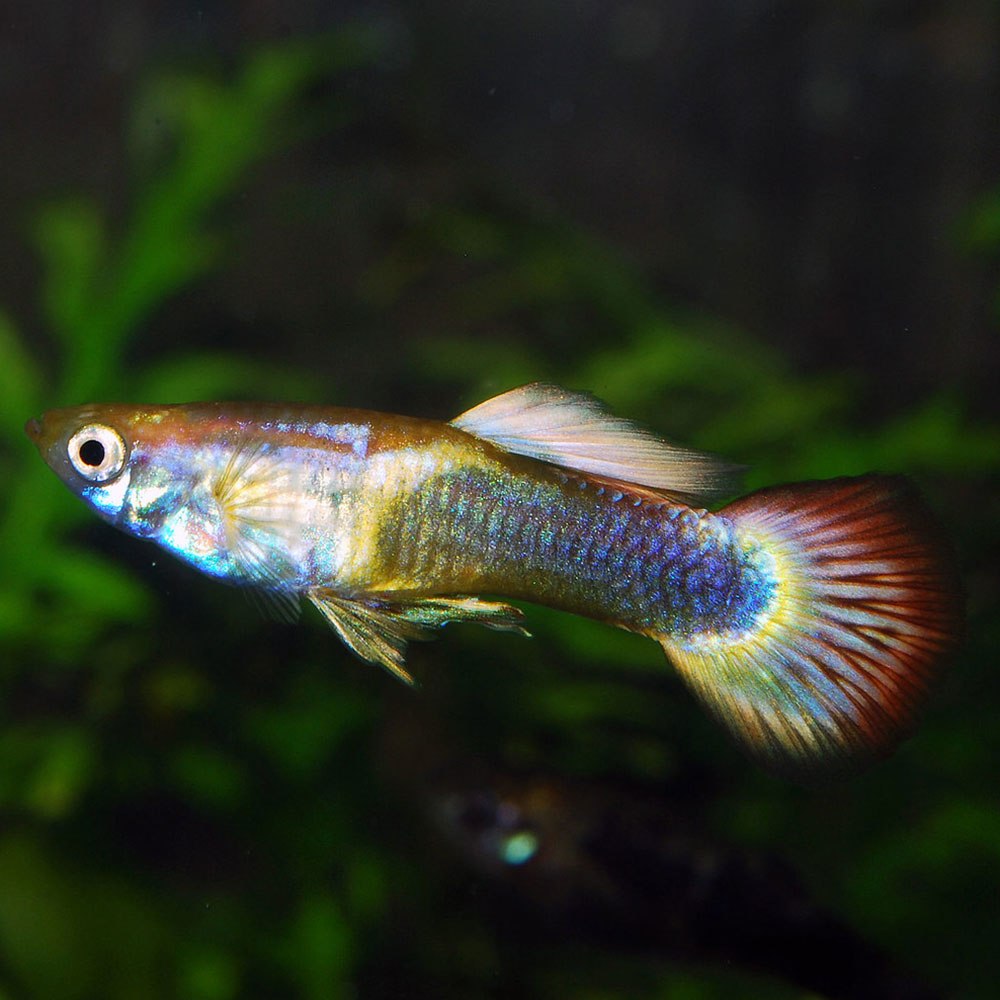 Гуппи Poecilia reticulata