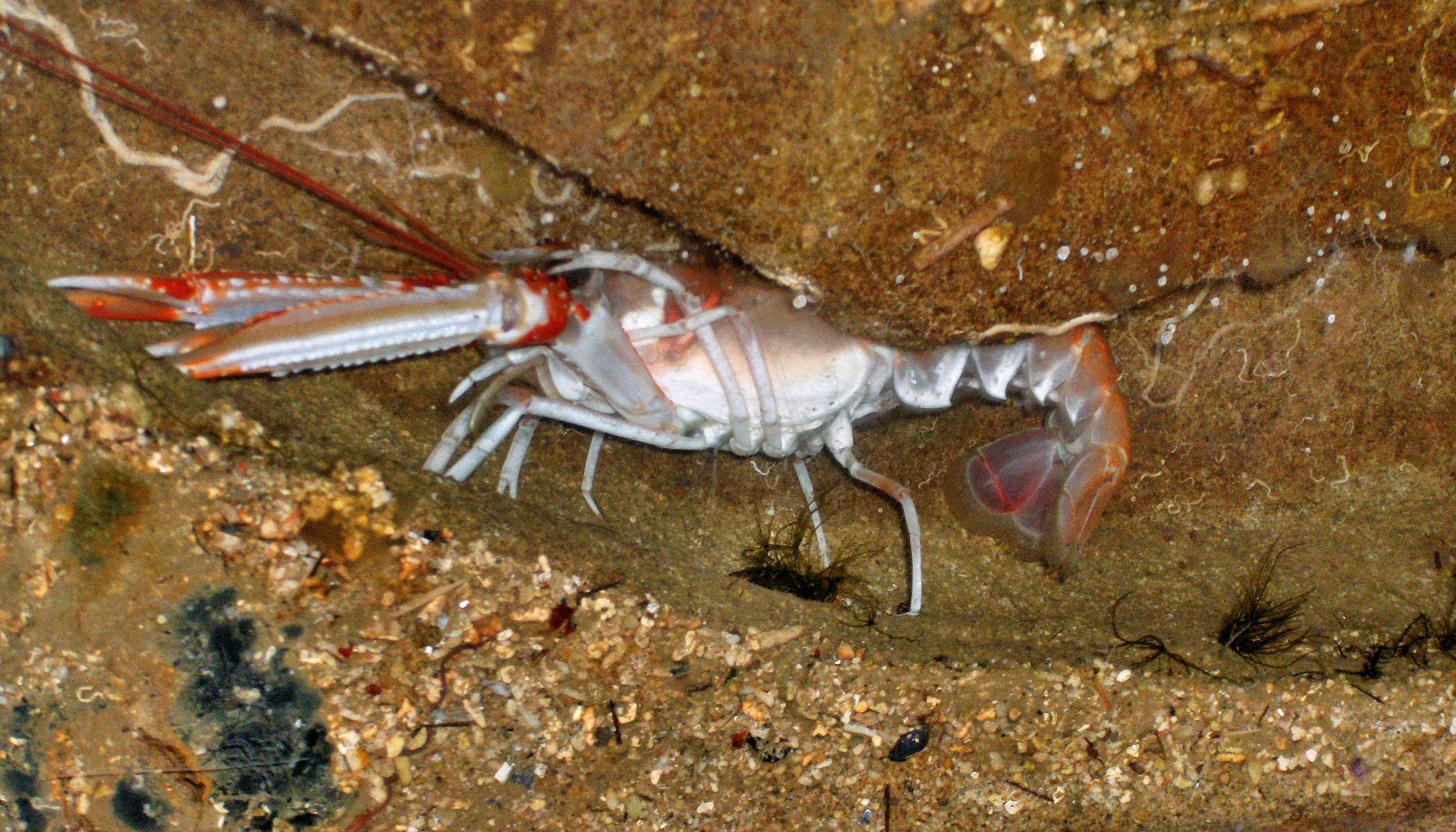 Норвежский омар. Nephrops norvegicus. Креветки скампи Розенберга. Цефалоторакс.