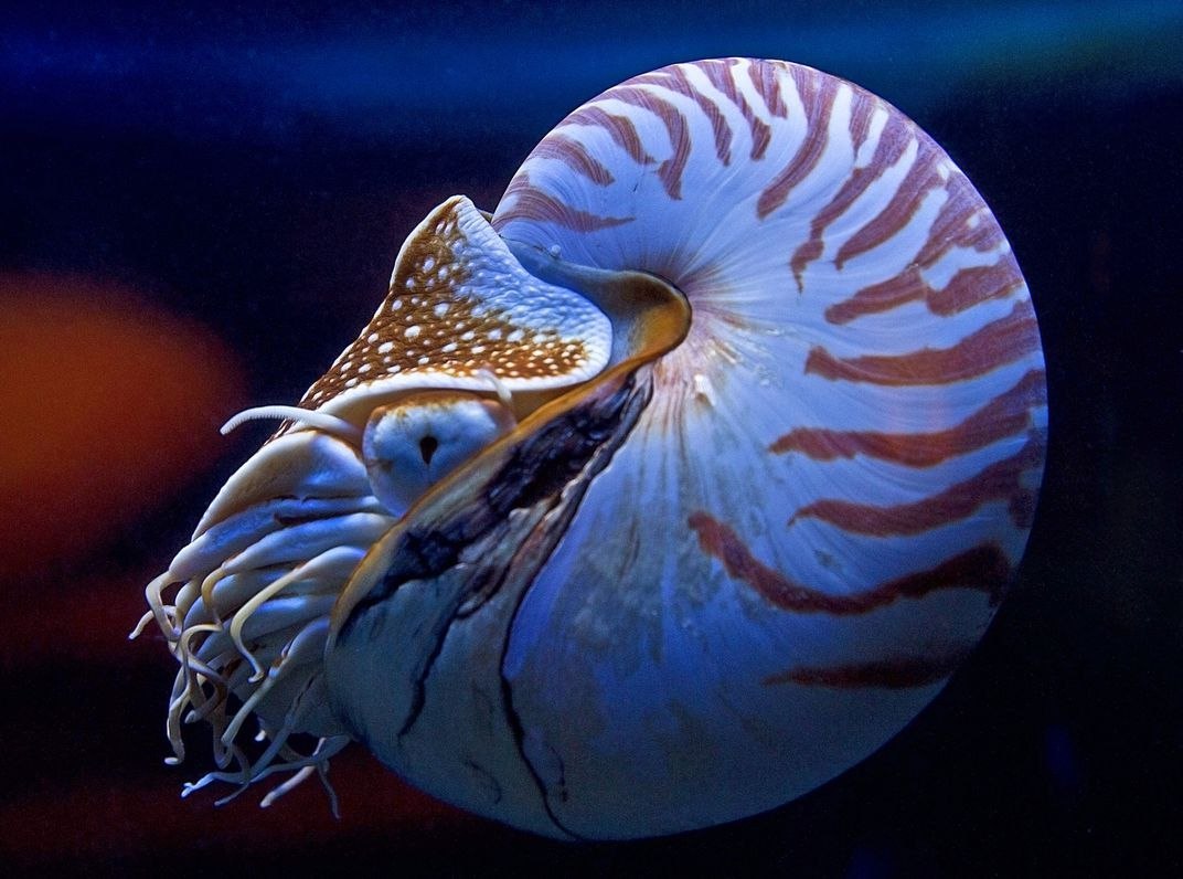 Раковина моллюска сканворд. Наутилус Помпилиус моллюск. Головоногие моллюски Наутилус. Наутилус Помпилиус моллюск раковина. Императорский Наутилус.
