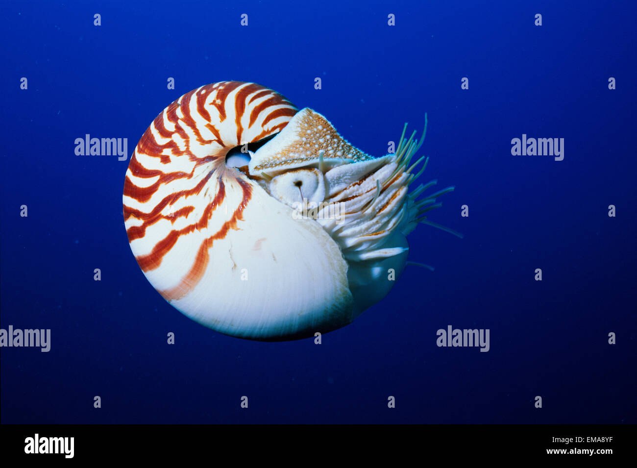 Трубчатый моллюск. Наутилус головоногие. Наутилус морской моллюск. Наутилус Помпилиус моллюск. Наутилус головоногий моллюск раковина.