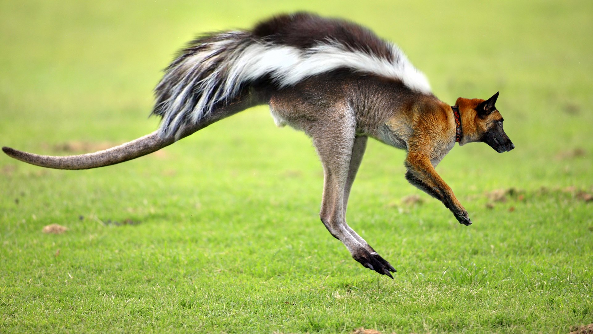 Узкий гибрид. Скорость кенгуру. Летающий кенгуру. Гибрид кенгуру. Кенгуру с крыльями.