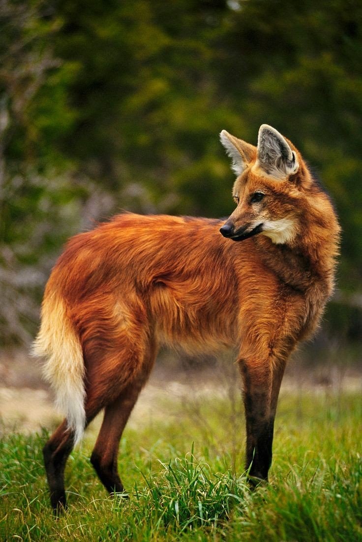 Гривистый волк (Chrysocyon brachyurus)