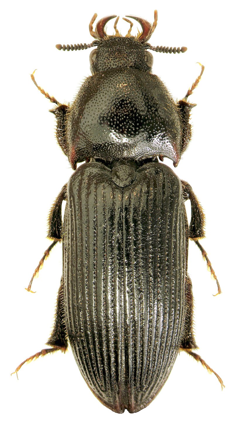 Aedeagus подсемейство лотуковие